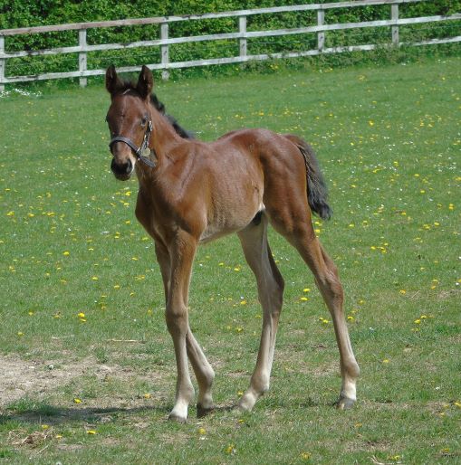 2022 colt by Frankel